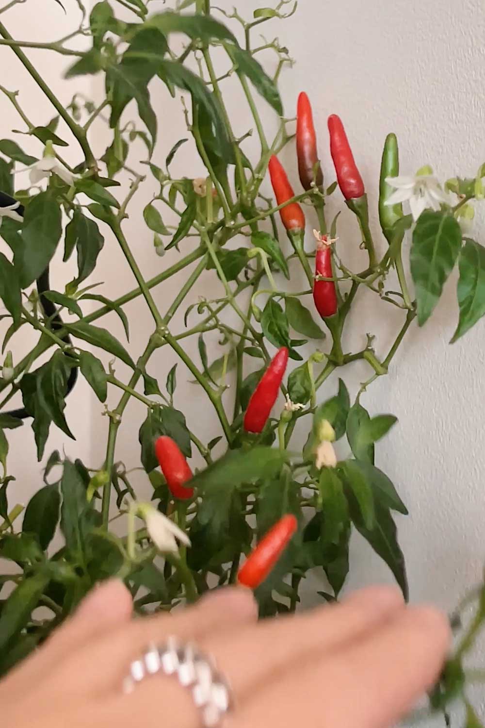 growing-thai-chilies-for-pad-kra-pow