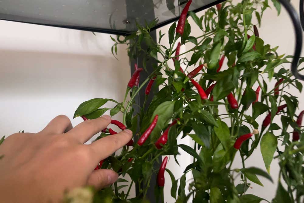 growing-thai-dragon-chilies-for-chili-oil