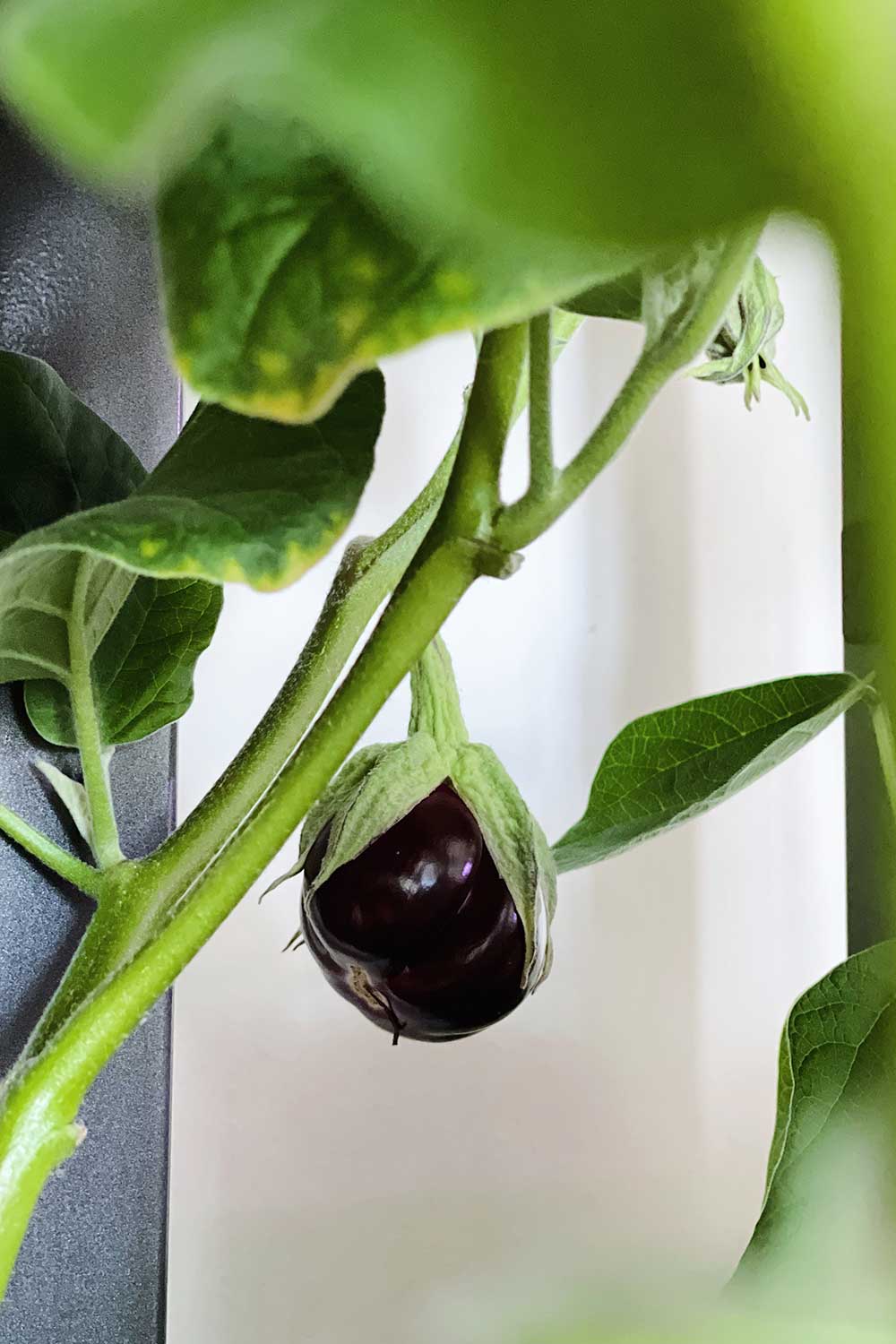 growing-thai-eggplant-indoors-in-hydroponic-aerogarden-farm