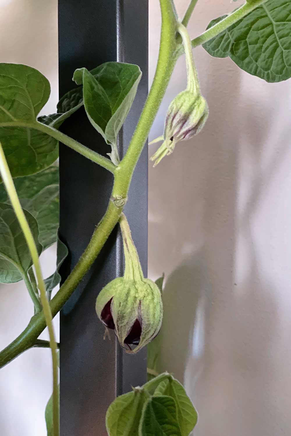 growing-thai-ribbed-eggplant-indoors-aerogarden