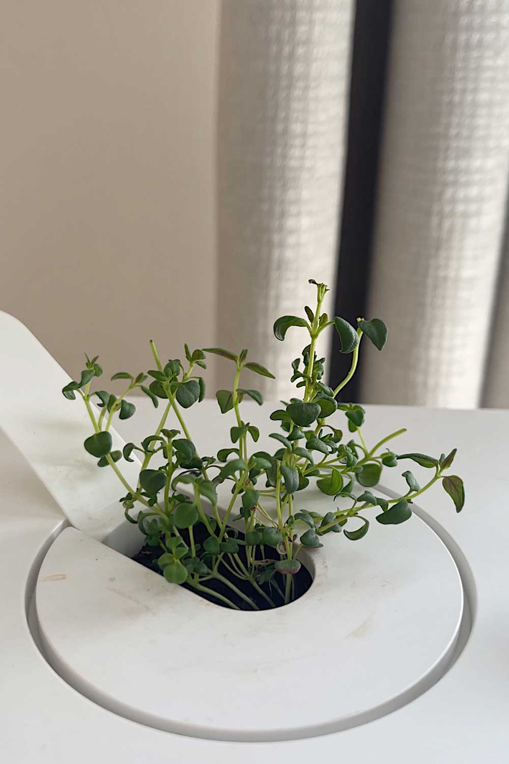 growing-thyme-indoors-click-and-grow