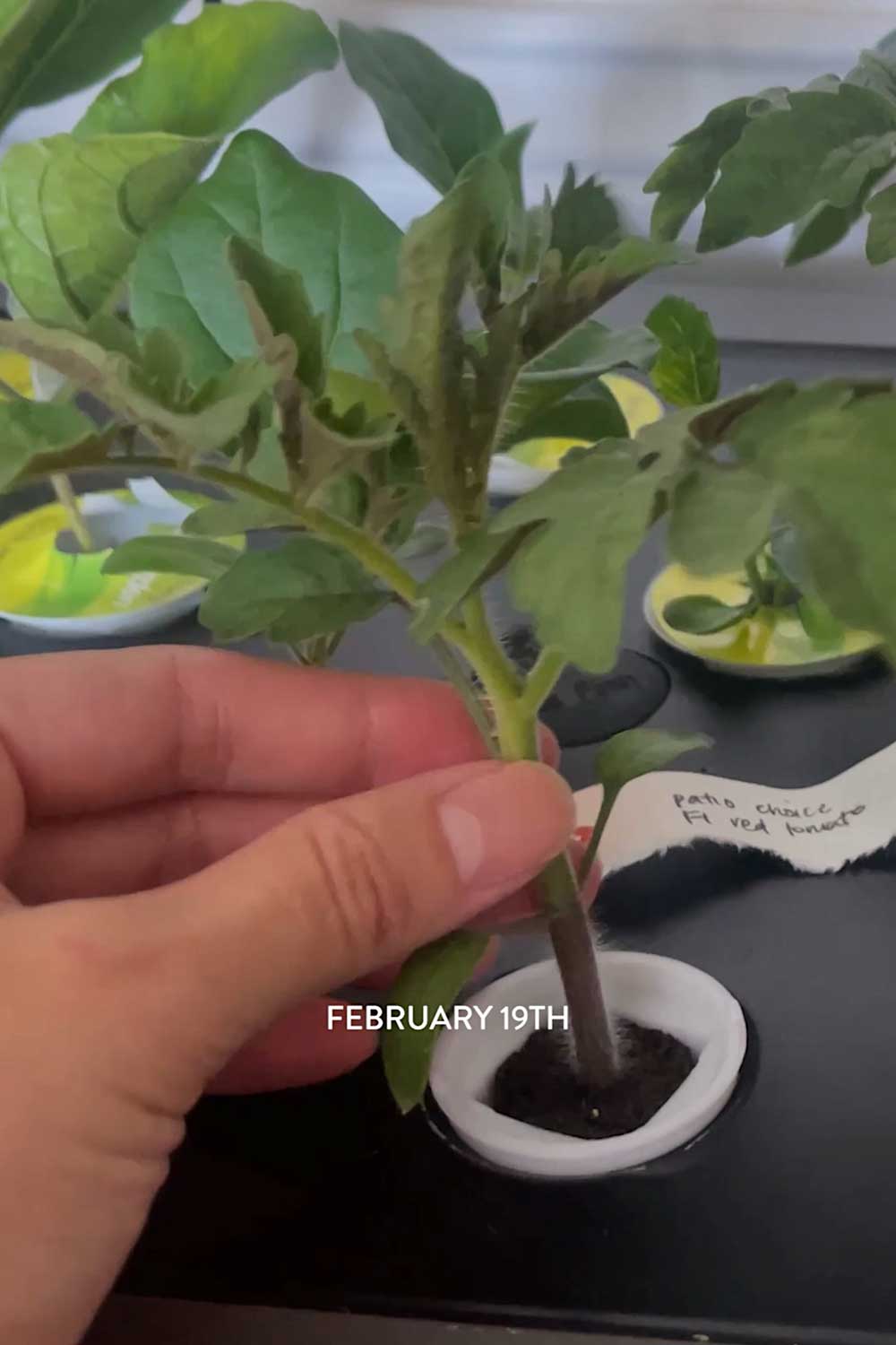 growing-tomatoes-indoors-aerogarden