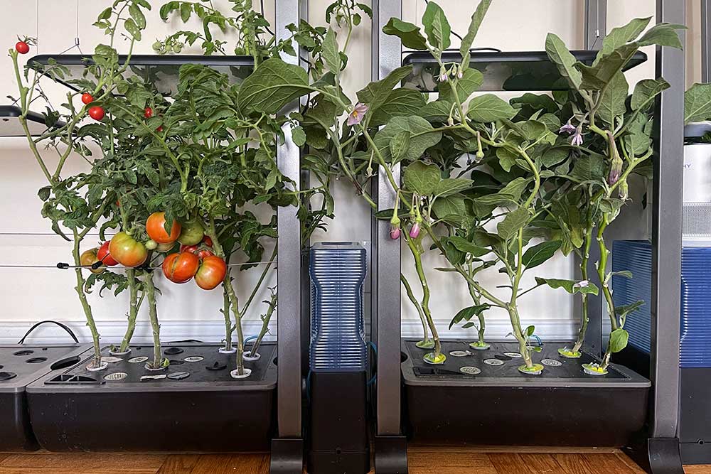 growing-tomatoes-indoors-hydroponic-garden