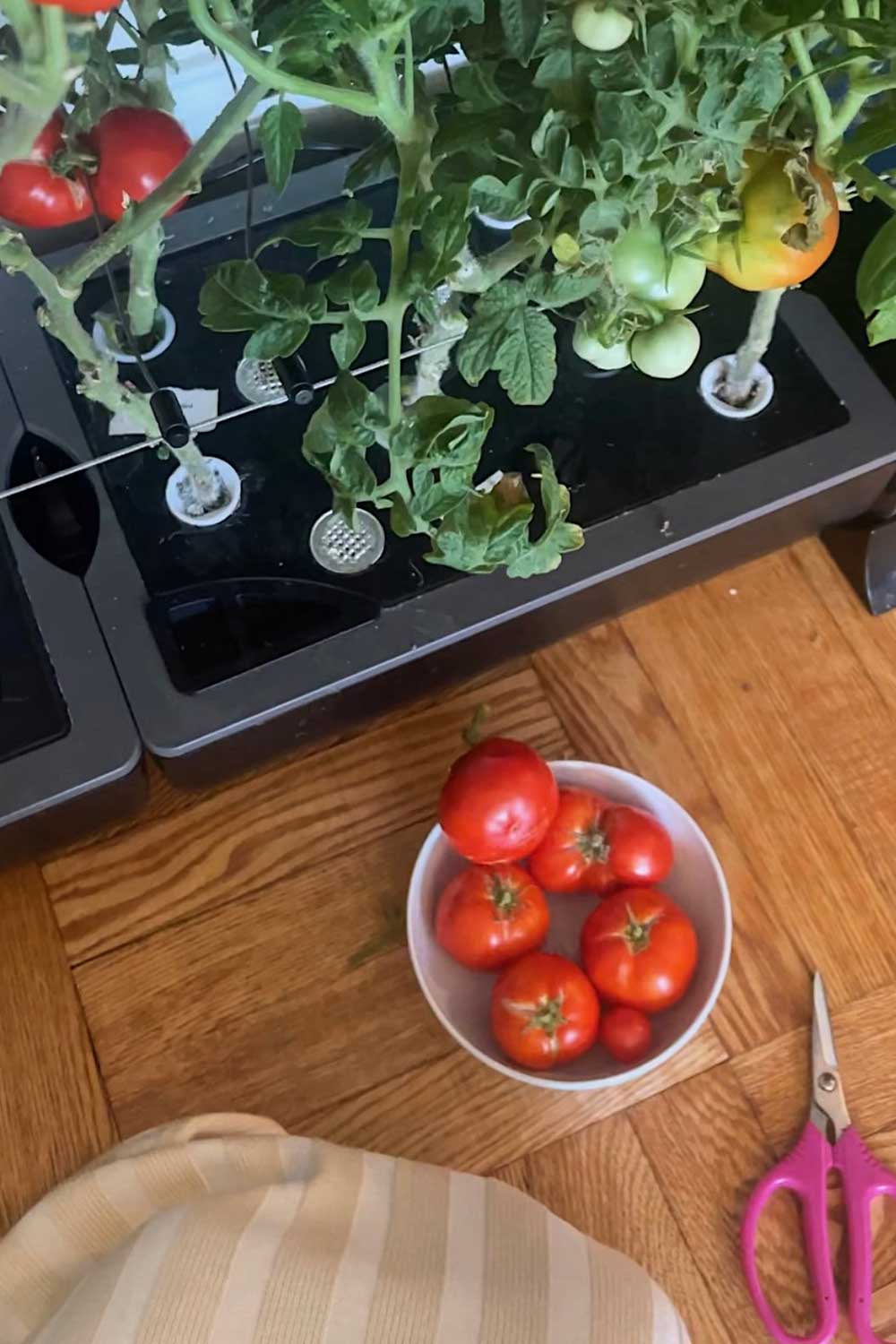 growing-tomatoes-indoors-without-soil