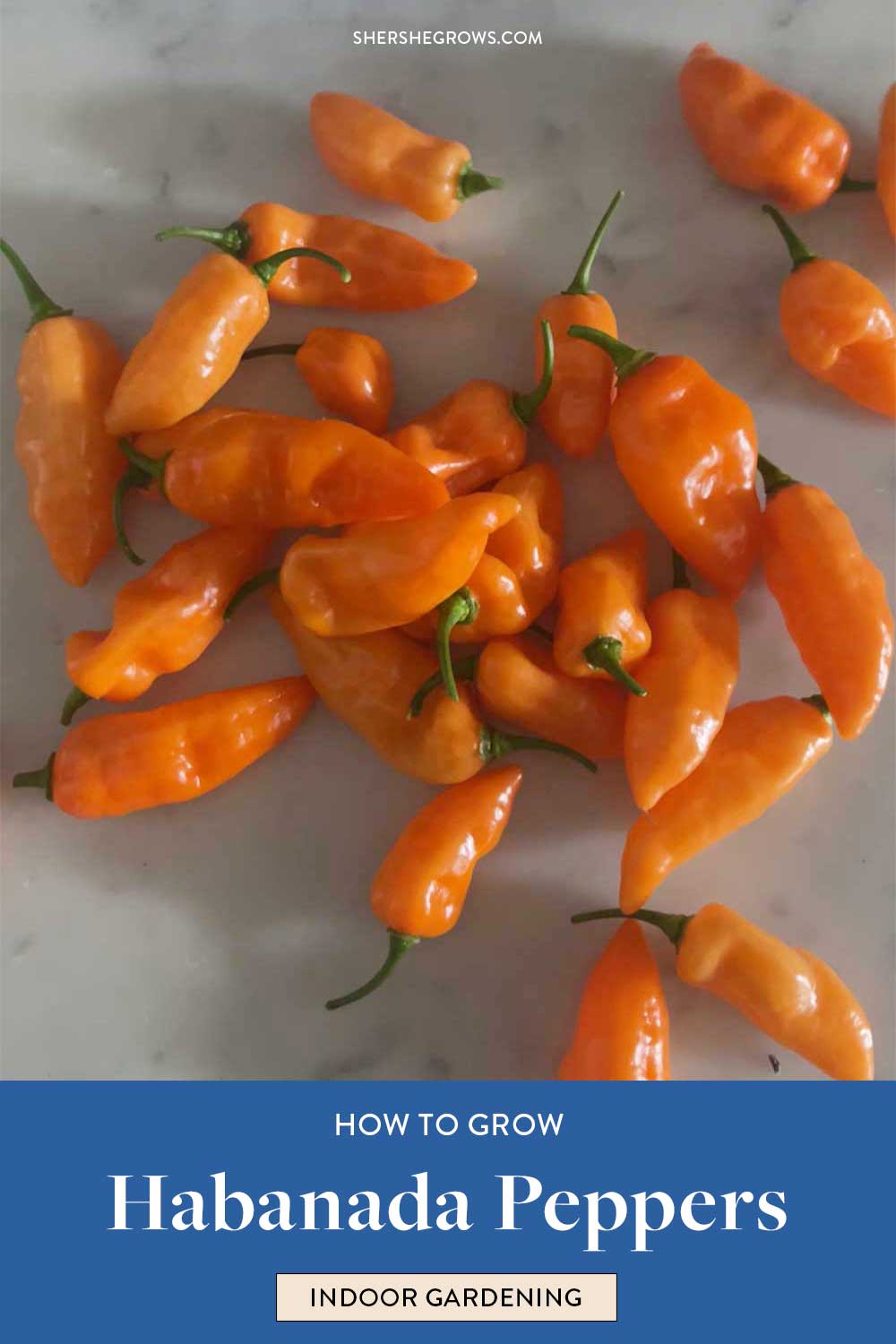 habanada-pepper-grow-guide