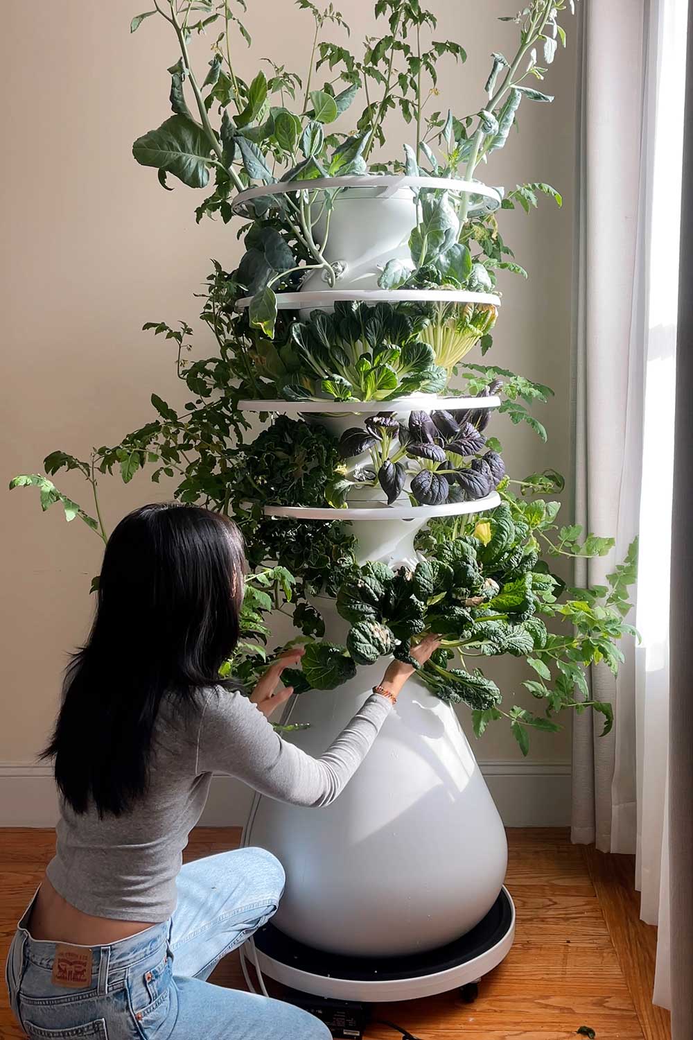 harvesting-asian-greens-grown-indoors-lettuce-grow-farmstand