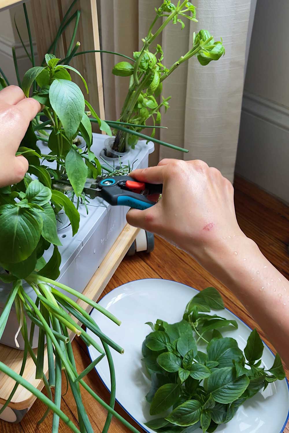 harvesting-basil-from-the-indoor-garden-small-apartment-gardening