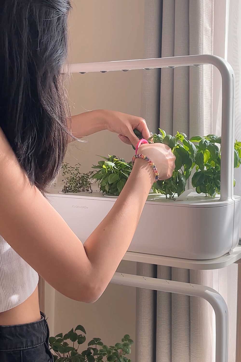 harvesting-basil-in-my-click-and-grow-indoor-smart-garden