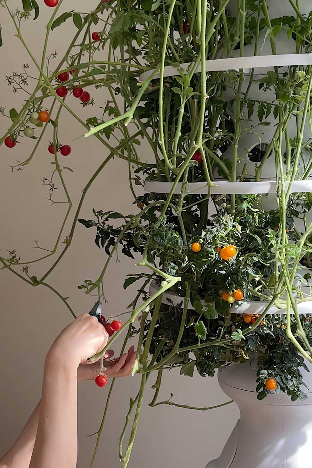 harvesting-cherry-tomatoes-grown-indoors-in-hydroponic-tower-garden-lettuce-grow-farmstand