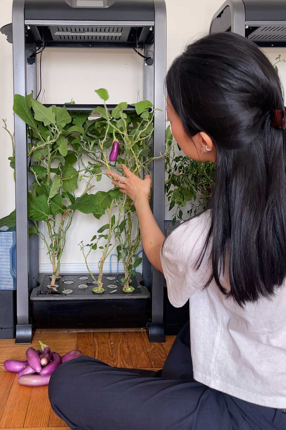 harvesting-eggplants-grown-indoors-aerogarden-farm-vertical-garden