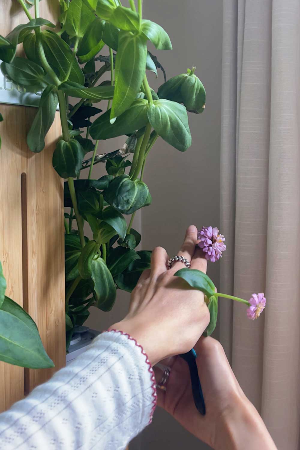harvesting-from-my-indoor-garden-letpot-lph-home