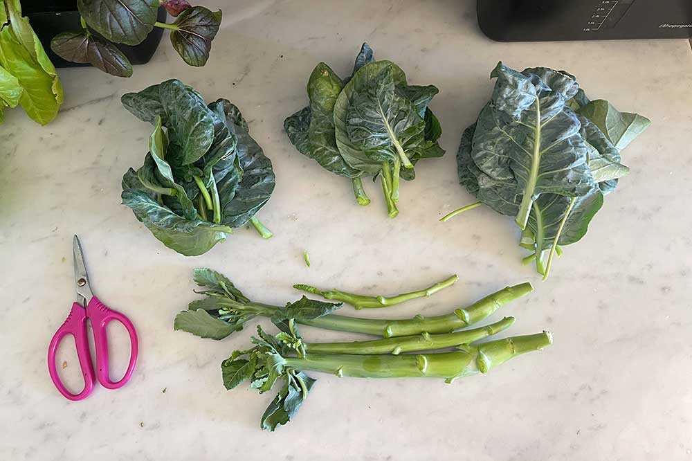 harvesting-gai-lan-chinese-broccoli-stems-leaves-shoots