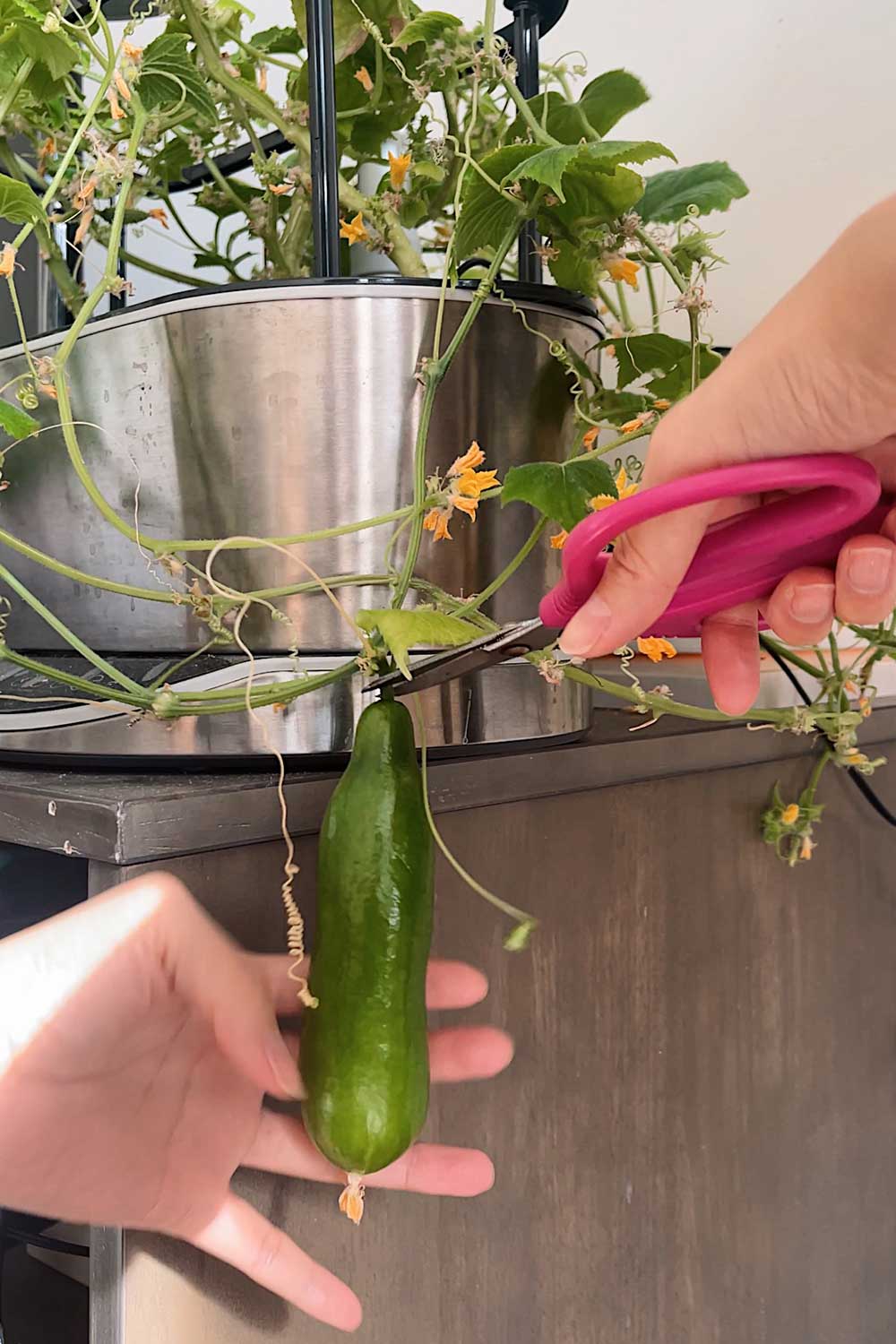 harvesting-greenlight-cucumbers-grown-indoors-in-hydroponic-garden