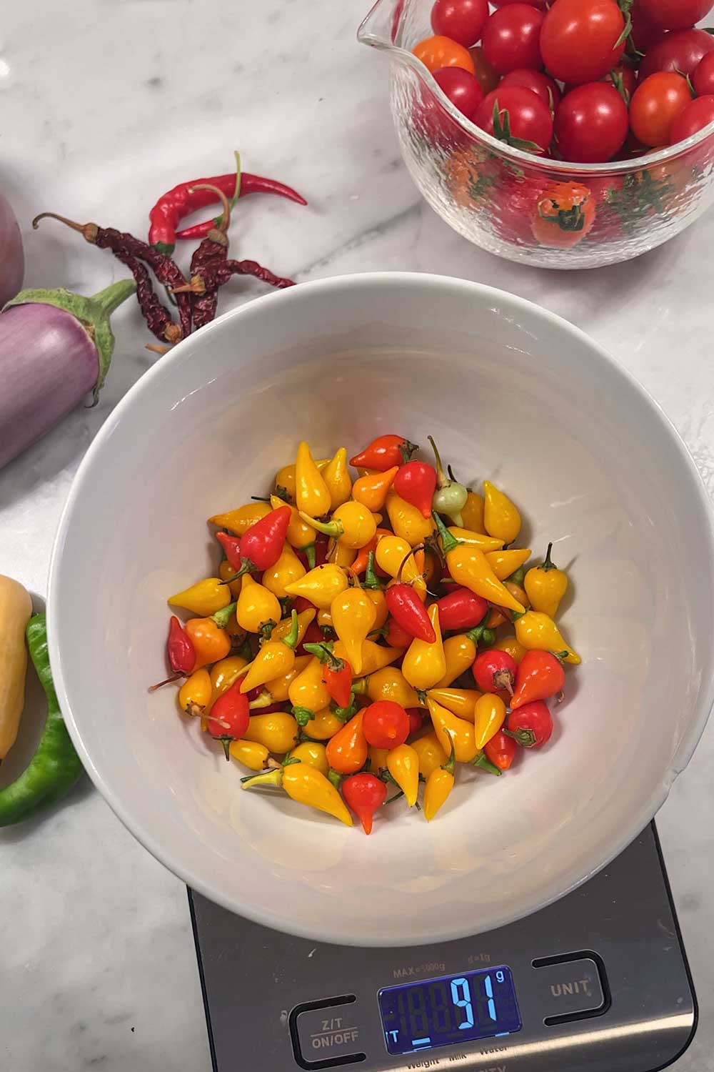 harvesting-indoor-hydroponic-sweet-peppers-biquinho-pepper