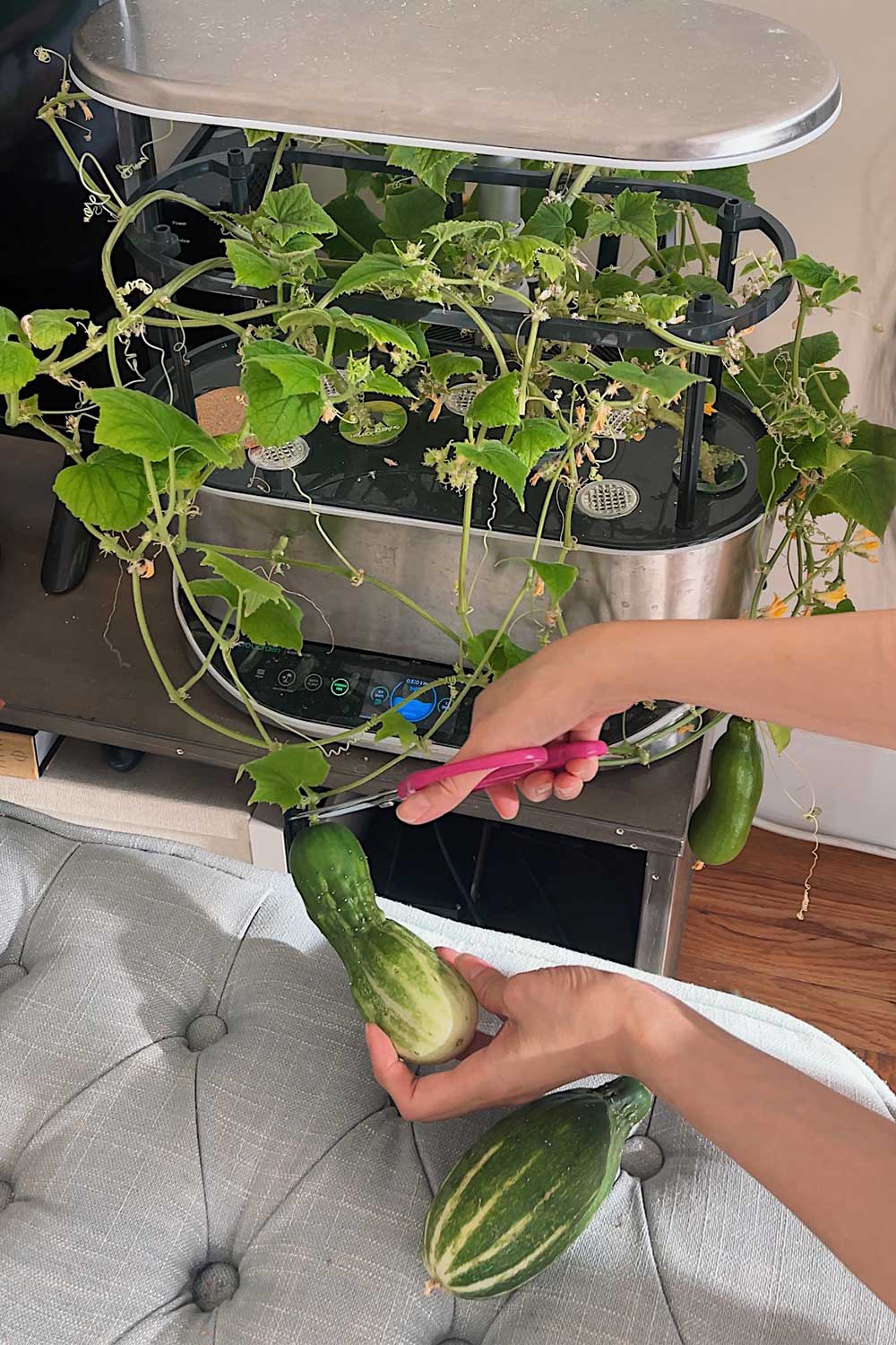 harvesting-spacemaster-80-pickling-cucumbers-grown-indoors-hydroponic-garden