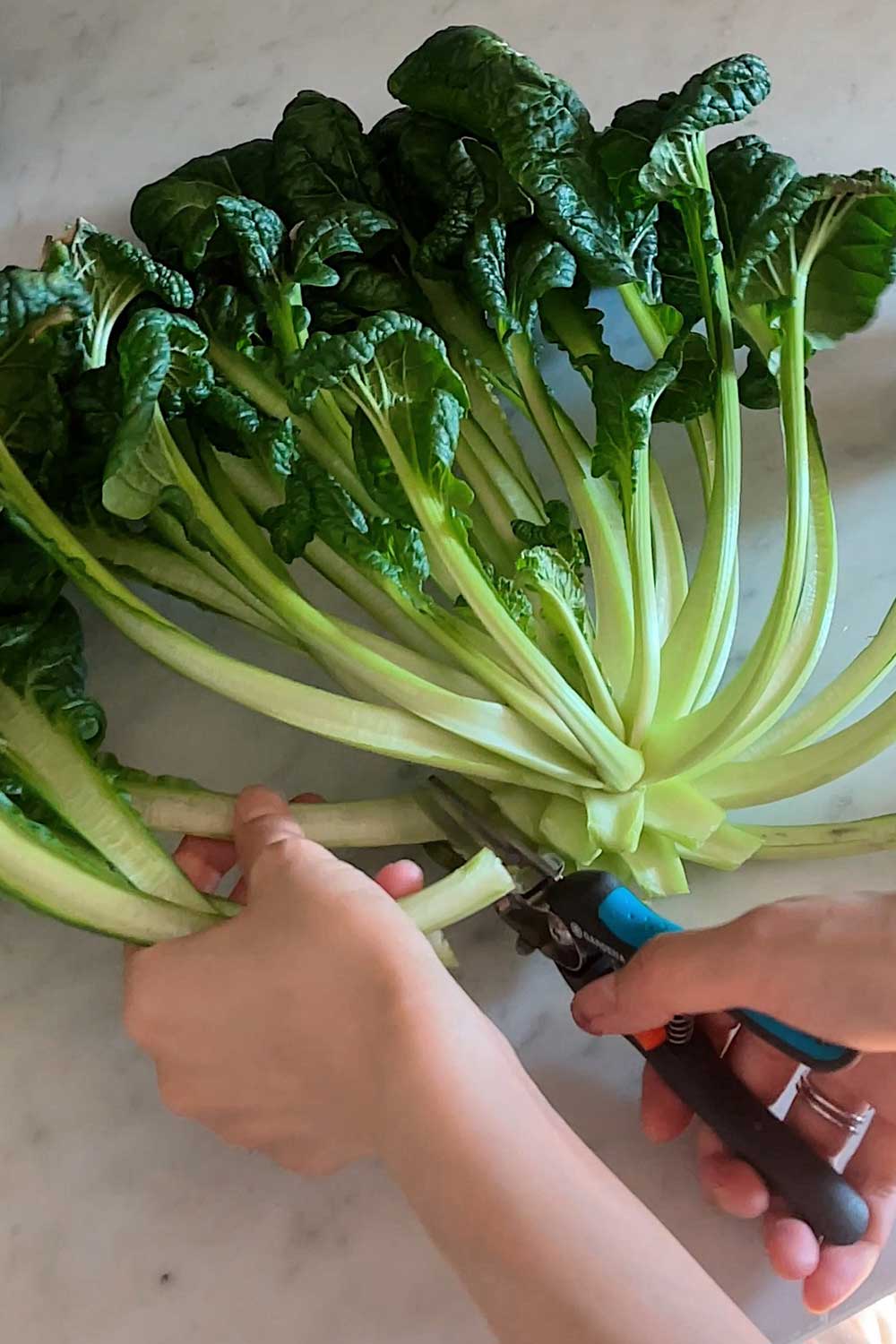 harvesting-tatsoi-asian-green-indoor-garden