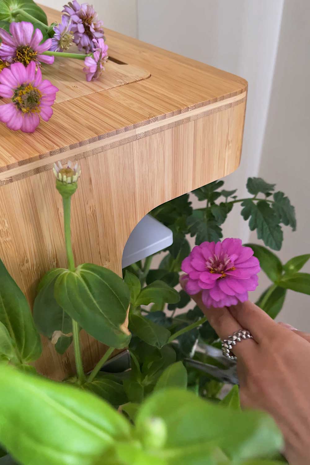 harvesting zinnias grown indoors in hydroponic floor garden letpot home