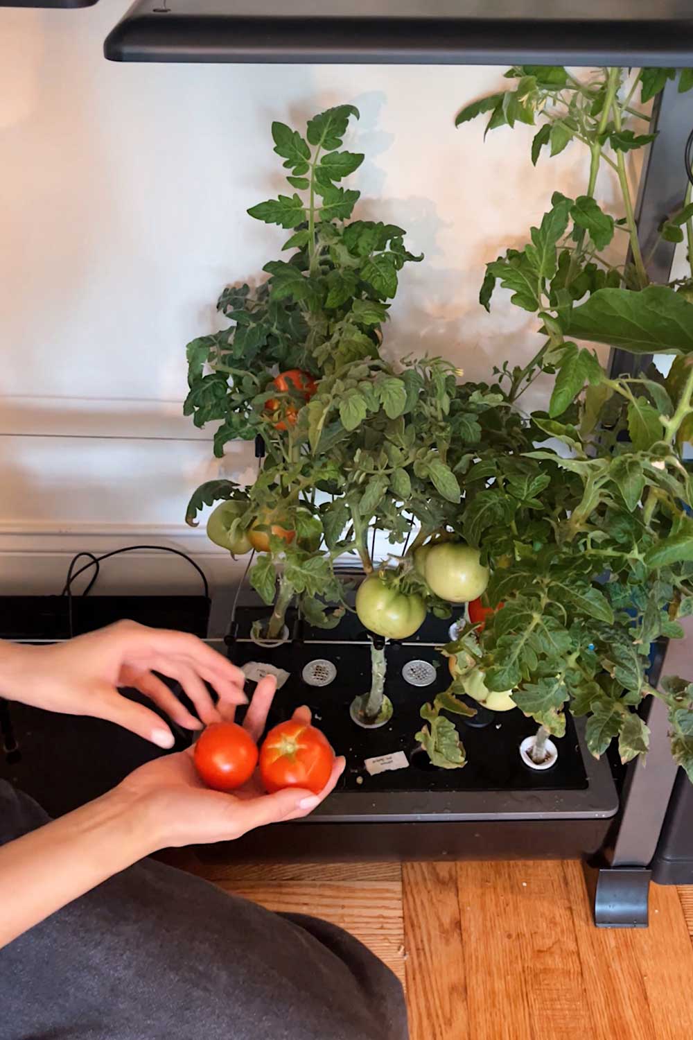 heavy-slicer-tomatoes-falling-off-aerogarden-indoor-garden