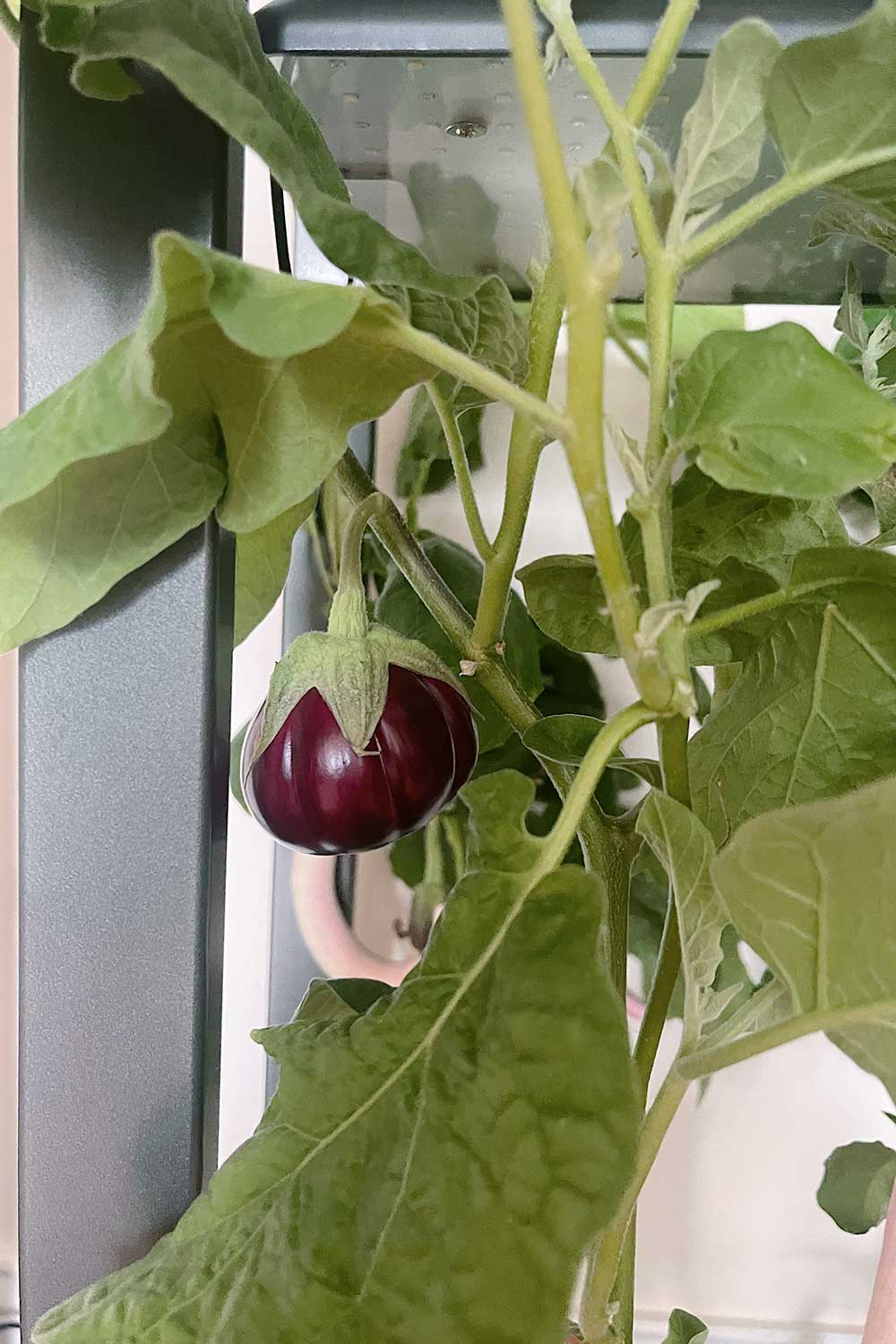 how-do-you-know-when-a-thai-eggplant-is-ripe