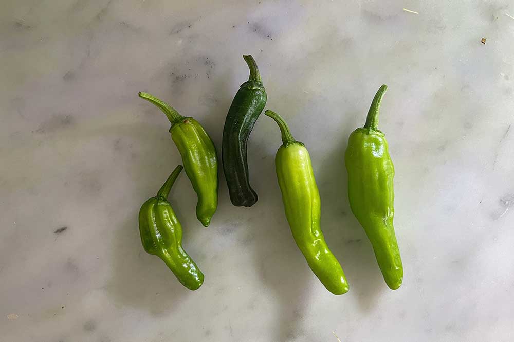 how-long-do-shishito-peppers-take-to-grow