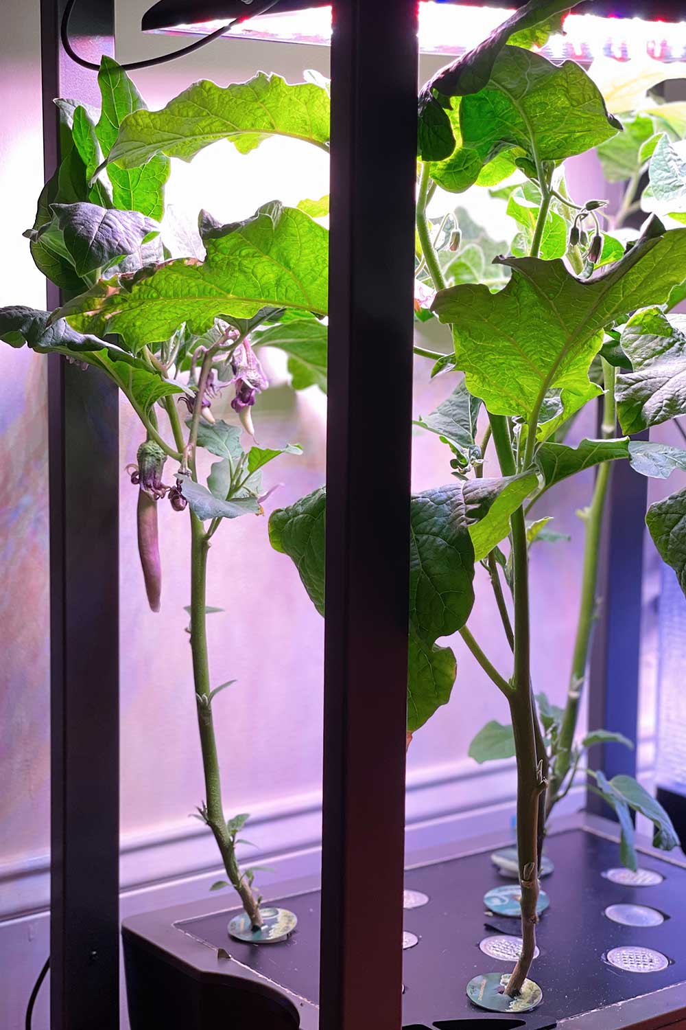 how-long-does-it-take-to-grow-chinese-eggplant-grow-guide