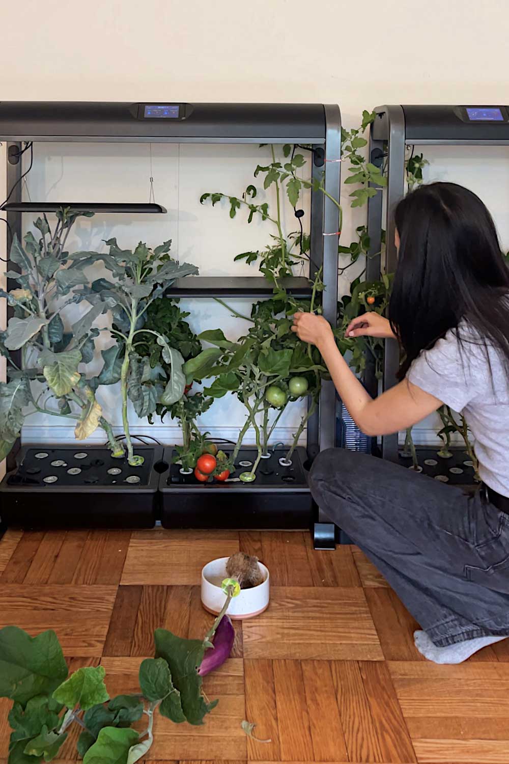 how-long-for-tomatoes-to-turn-red-indoor-gardening-tips