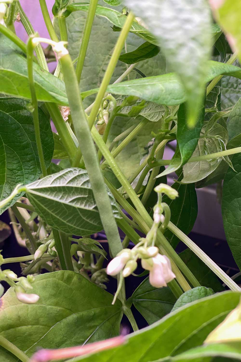 how-to-fertilize-bush-beans