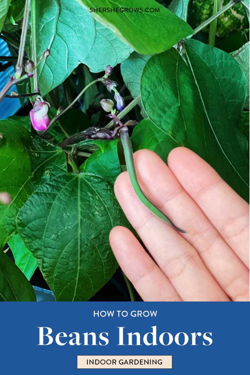 10 Tips for Growing Green Beans in the Aerogarden