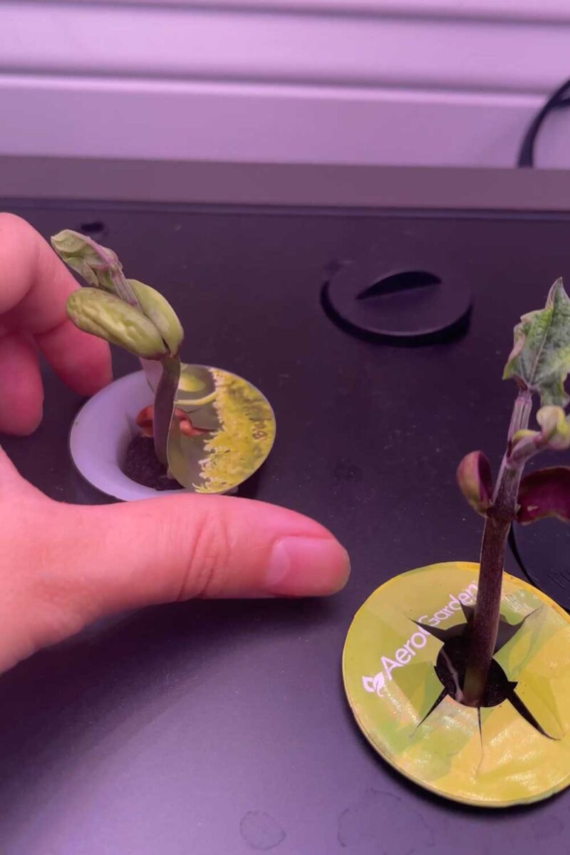 10 Tips for Growing Green Beans in the Aerogarden