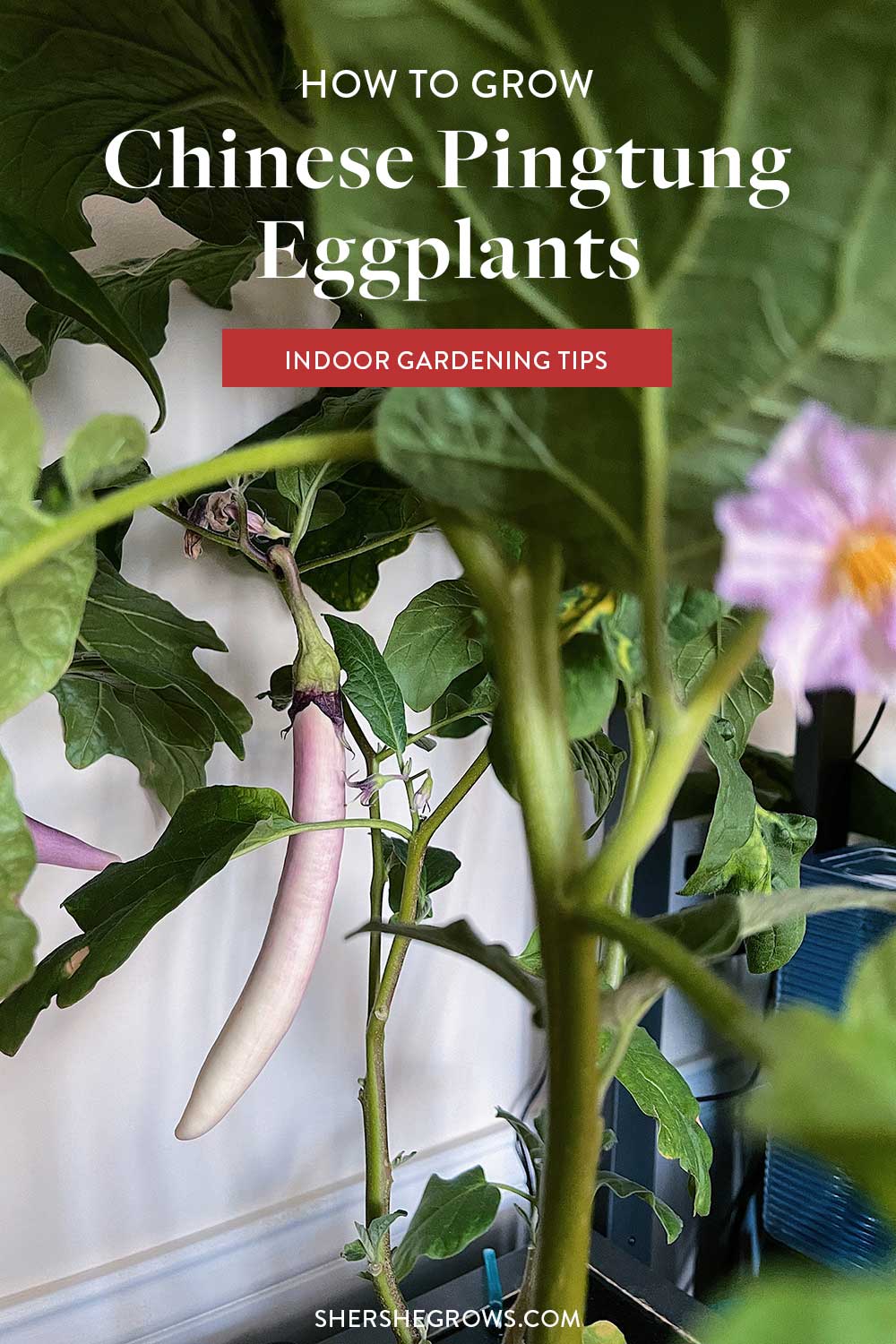 how-to-grow-chinese-eggplant-from-seed