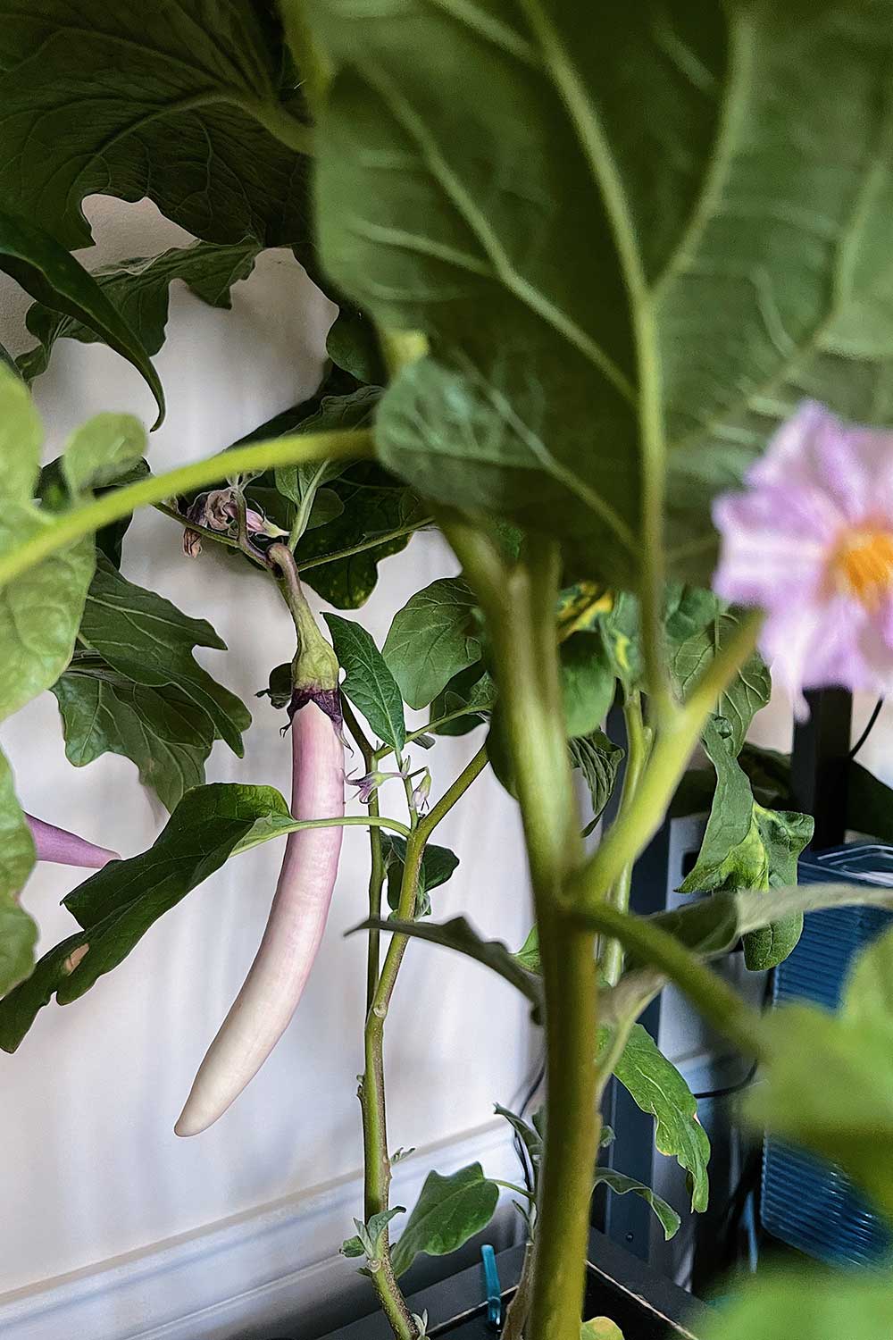 how-to-grow-chinese-eggplant