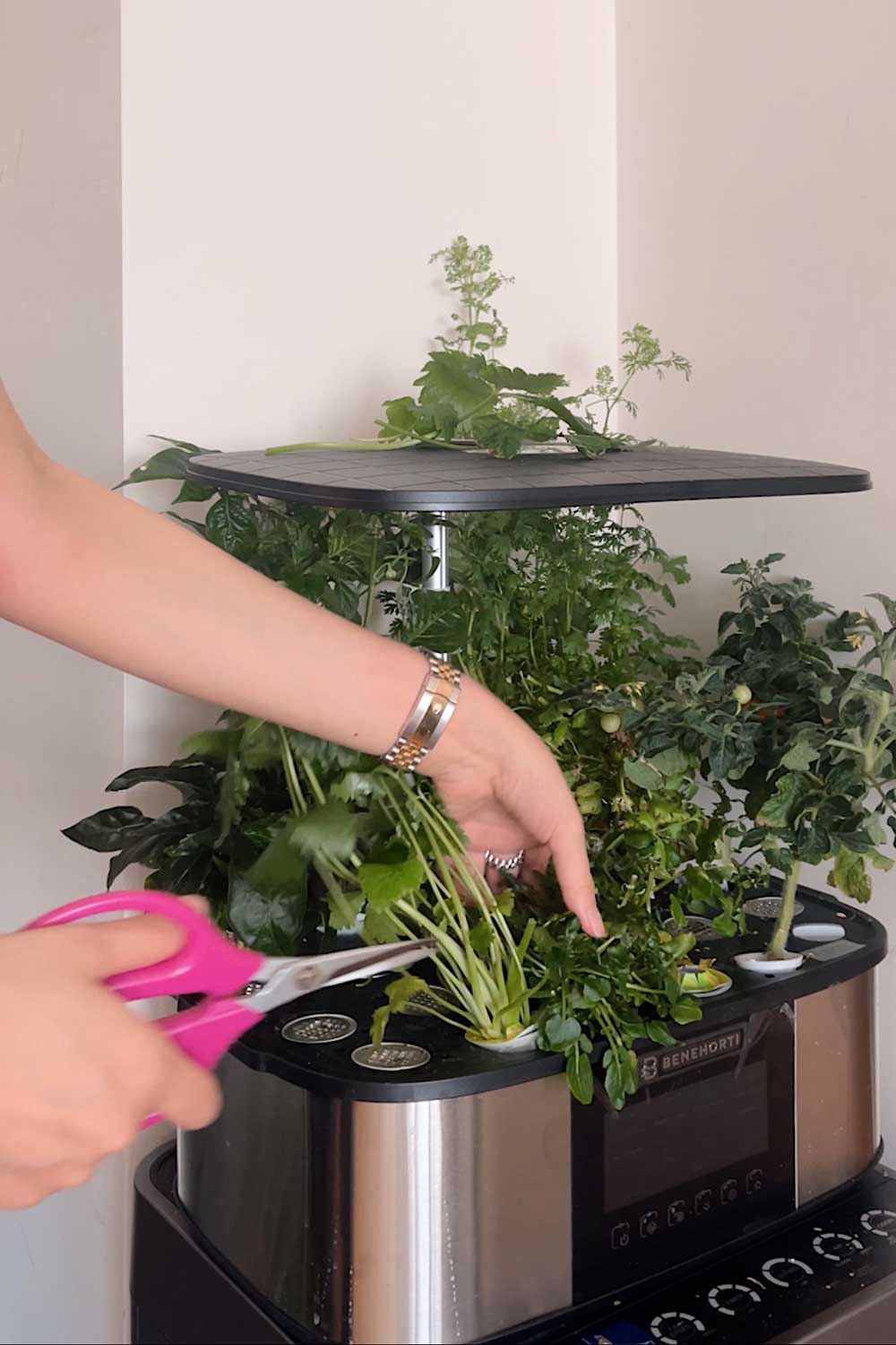 how-to-grow-cilantro-indoors-aerogarden-hydroponic-garden