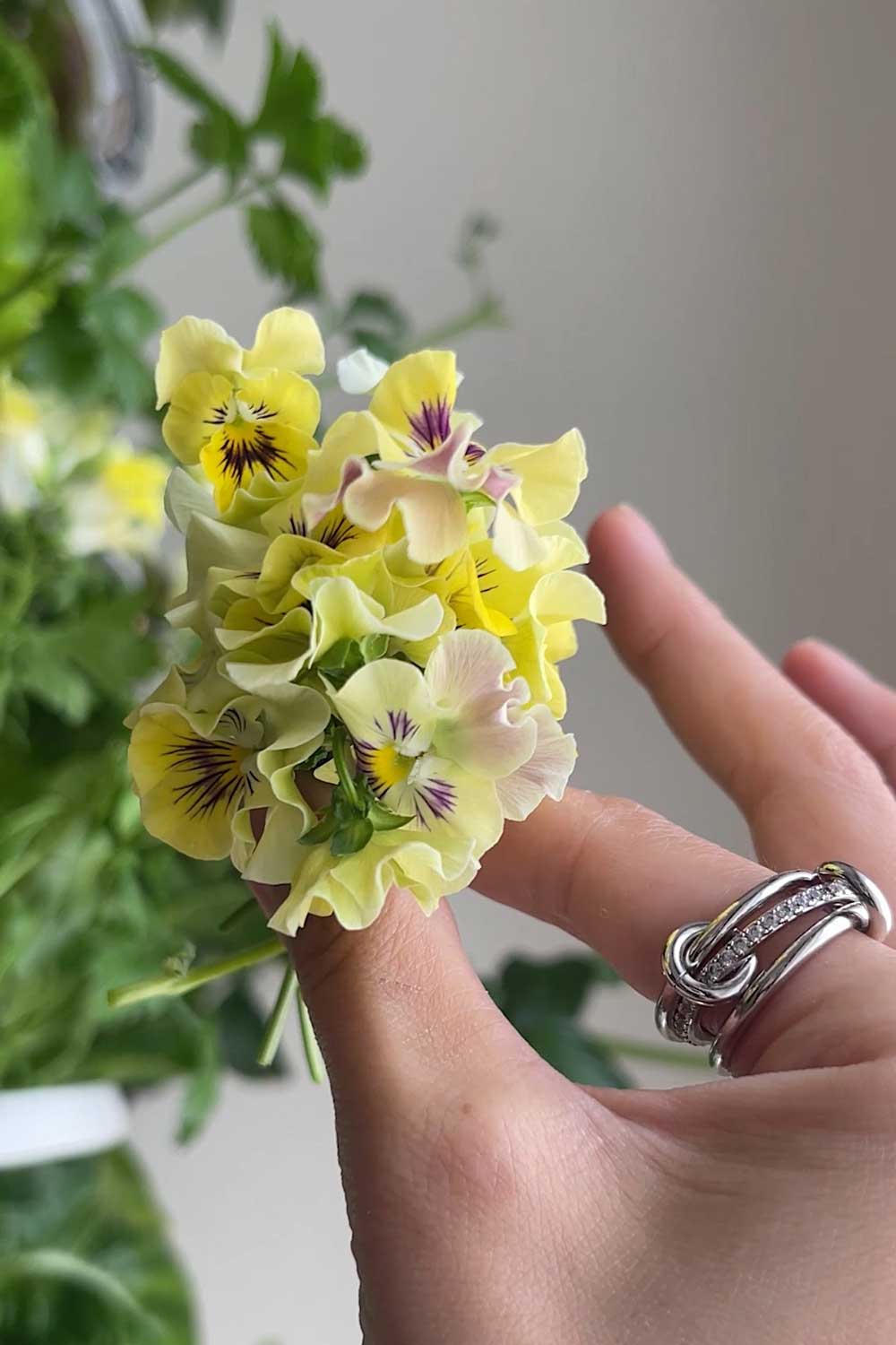 how-to-grow-flowers-indoors-lettuce-grow-farmstand