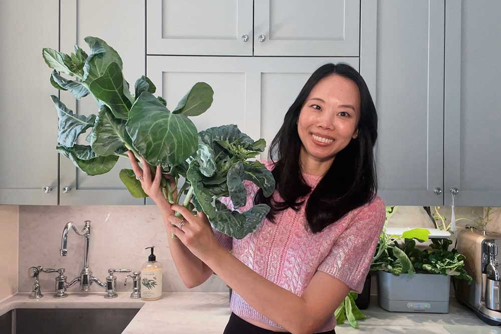 how-to-grow-gai-lan-chinese-broccoli