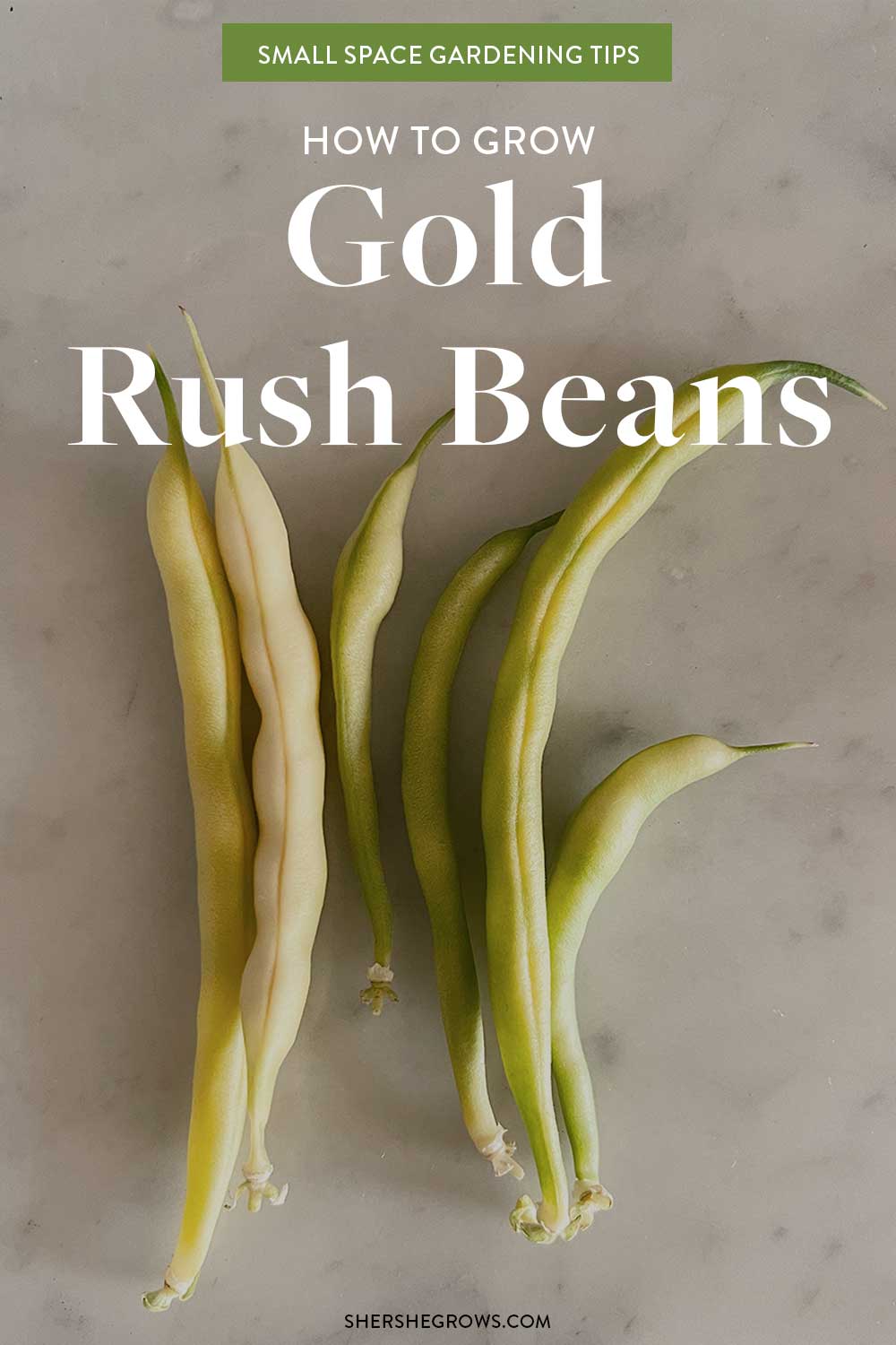 how-to-grow-gold-rush-beans-indoors-hydroponic-garden