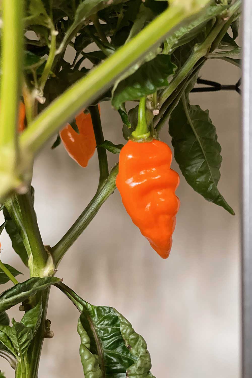 how-to-grow-habanada-peppers