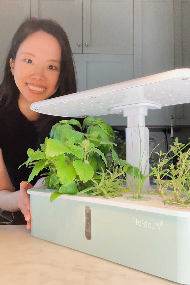 Growing Herbs Indoors: A Beginner's Guide