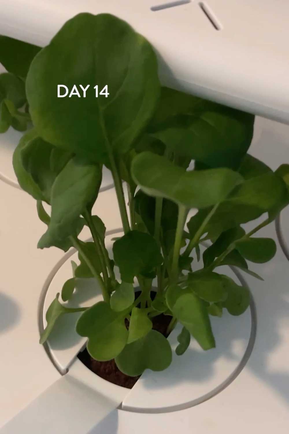 how-to-grow-hydroponic-arugula-indoors