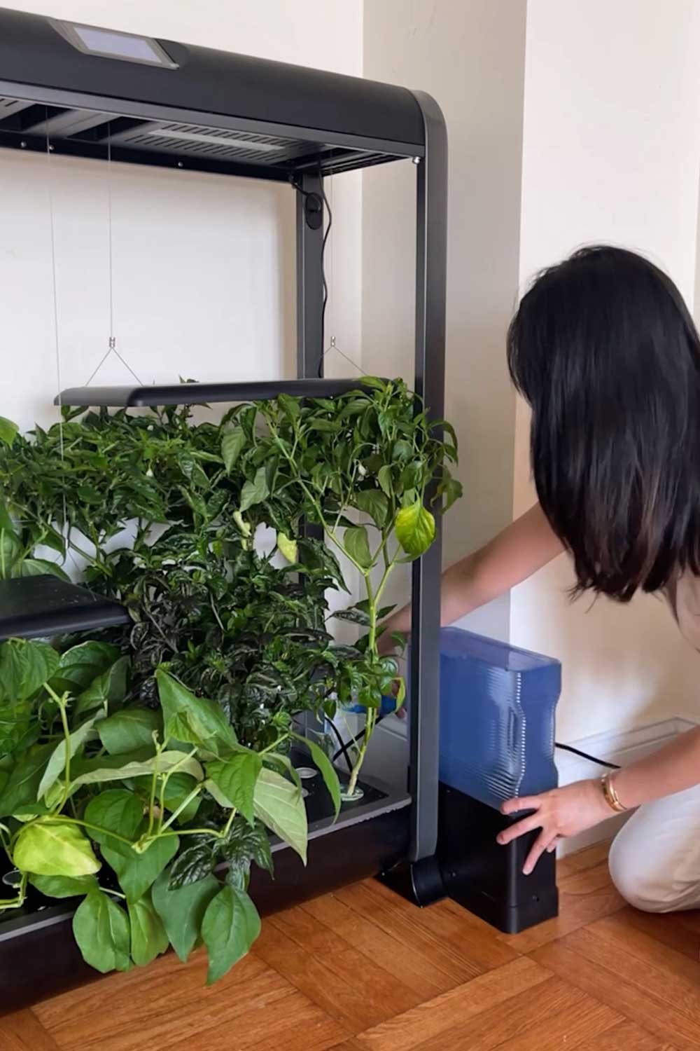 how-to-grow-hydroponic-peppers-indoors-water-conservation-aerovoir-tank