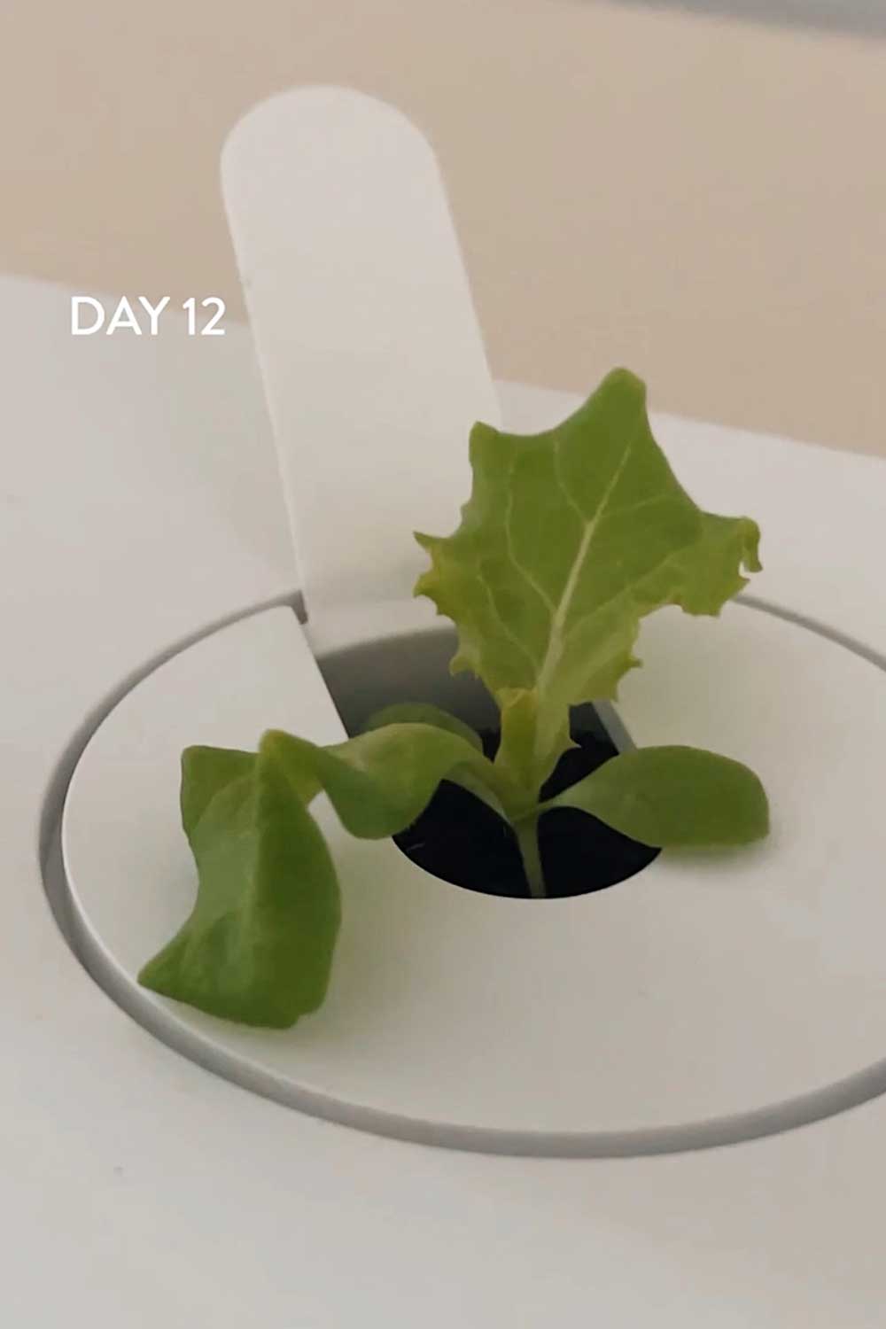 how-to-grow-hydroponic-salad-greens-indoors