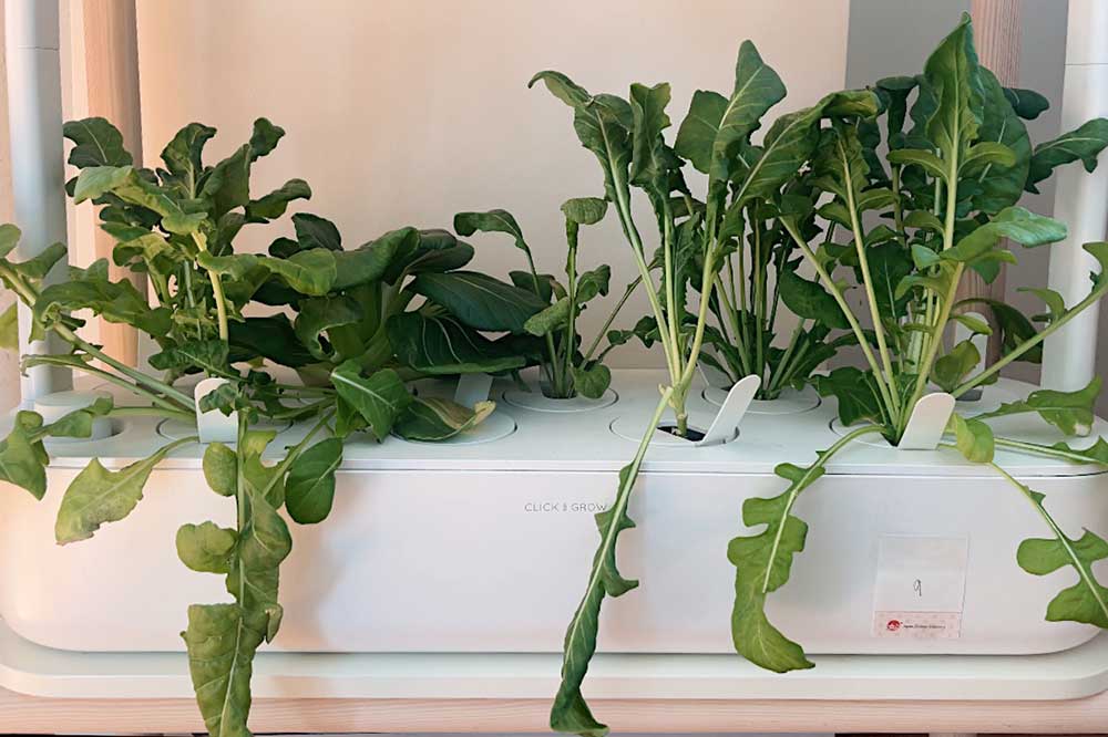 how-to-grow-hydroponic-sorrel-and-arugula-indoors