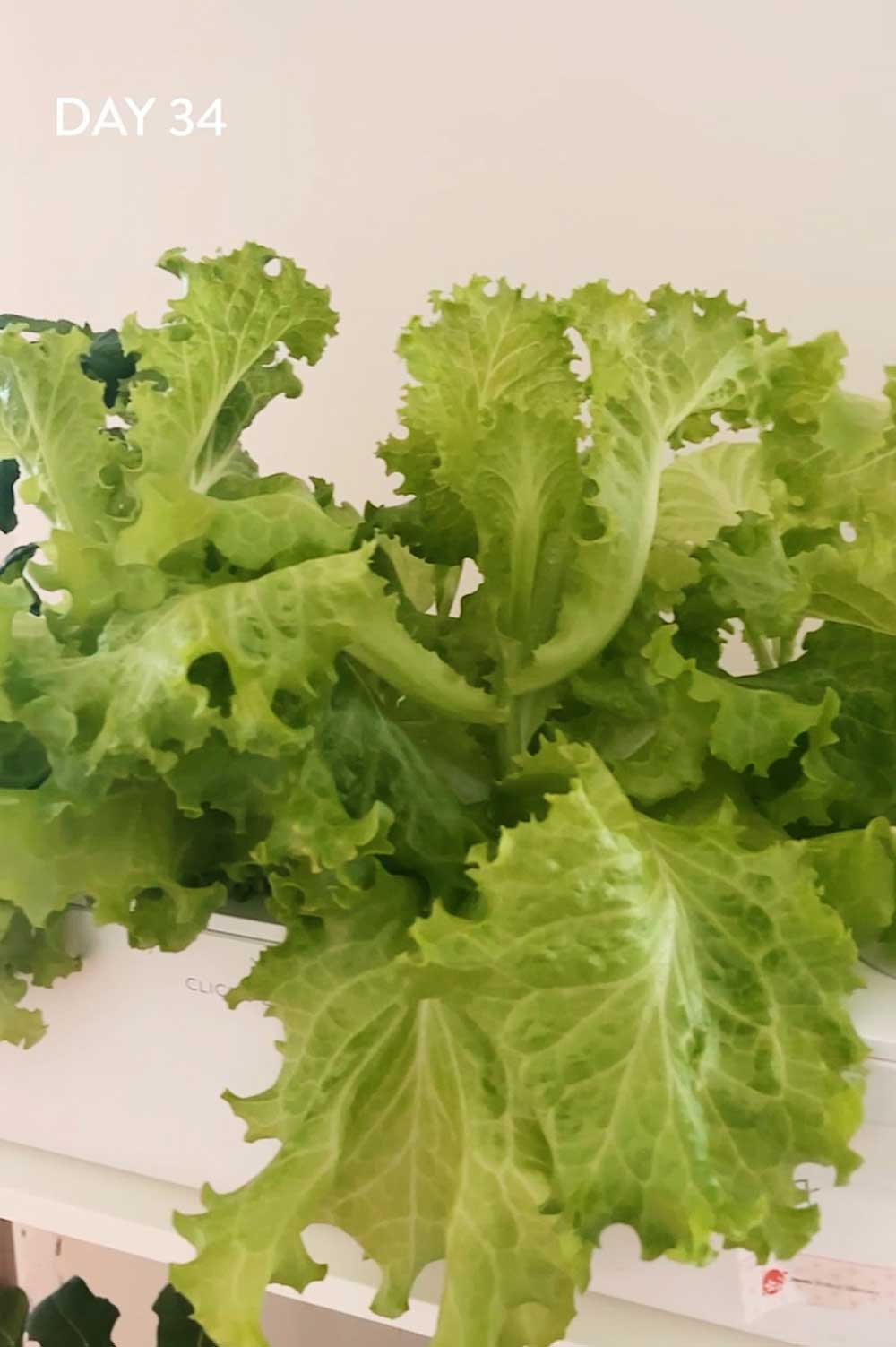 how-to-grow-hydroponic-summer-crisp-lettuce-indoors