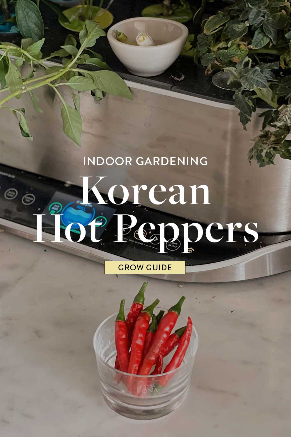 how-to-grow-korean-hot-peppers-hydroponics