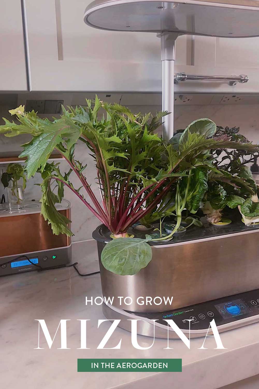 how-to-grow-mizuna-hydroponically