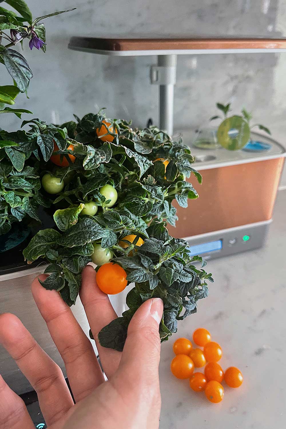 how-to-grow-orange-hat-tomatos