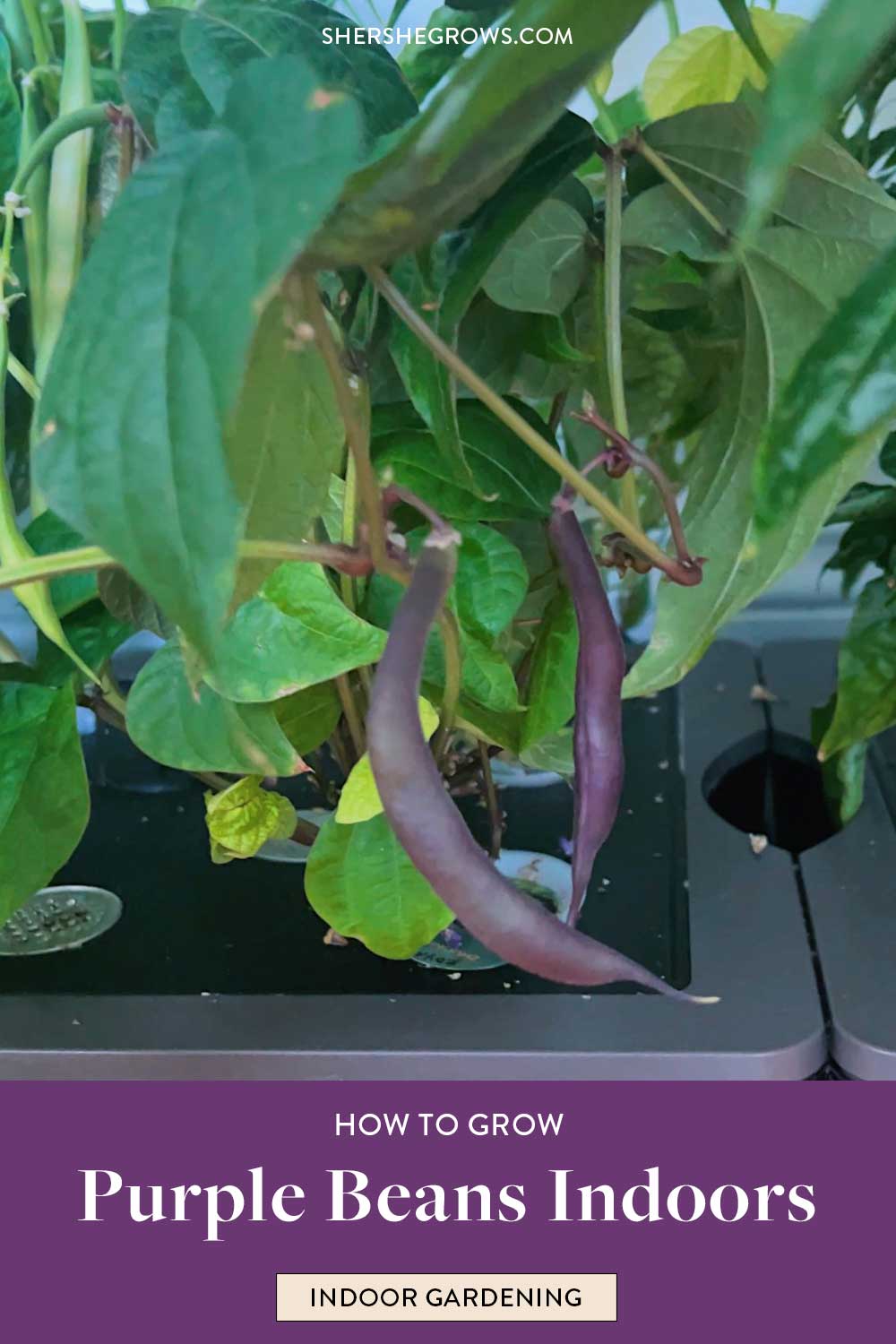 how-to-grow-purple-beans
