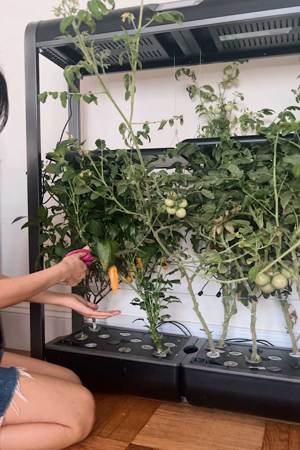 how-to-grow-sugar-rush-peach-hot-peppers-indoors-aerogarden-farm-xl