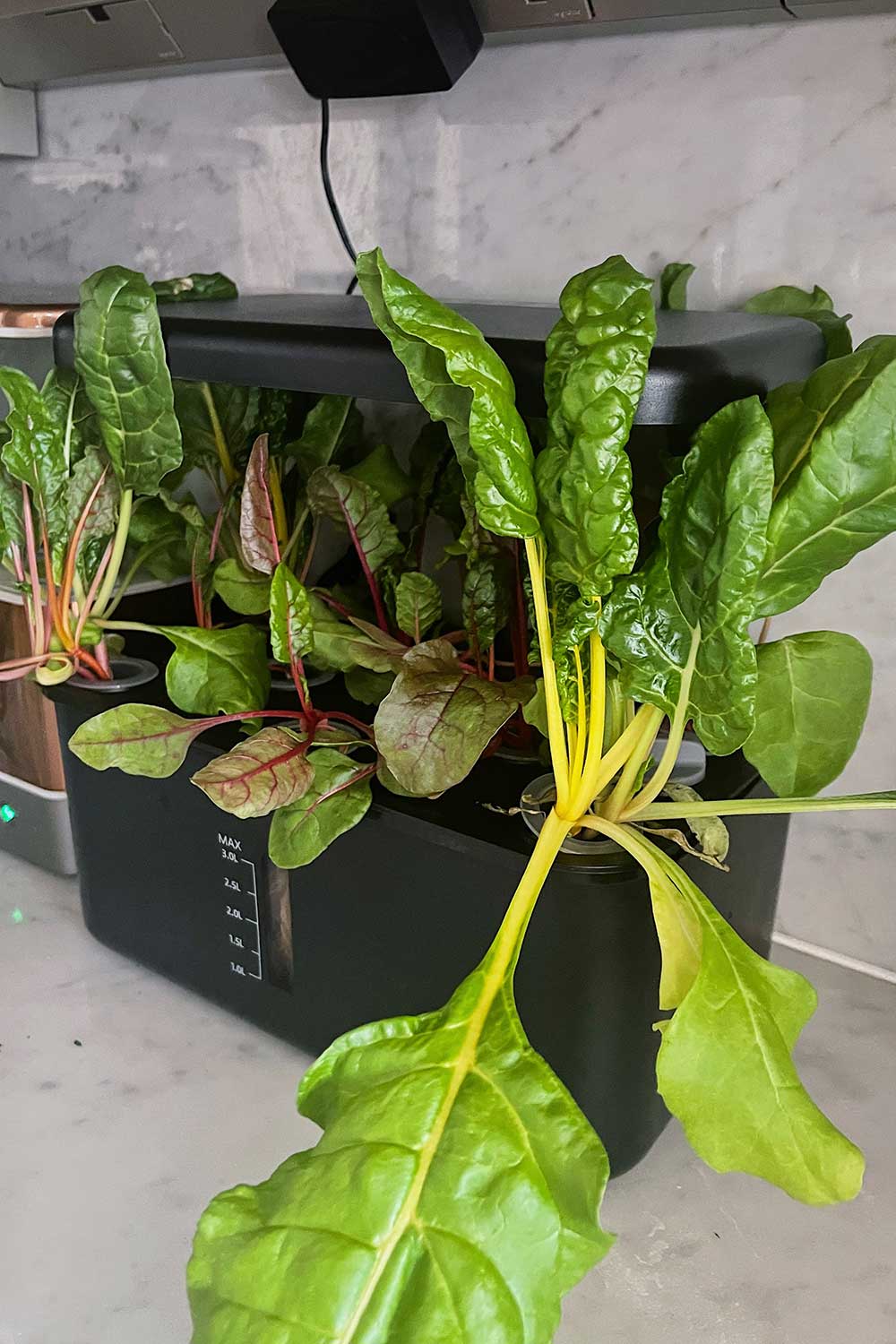 how-to-grow-swiss-chard-hydroponics