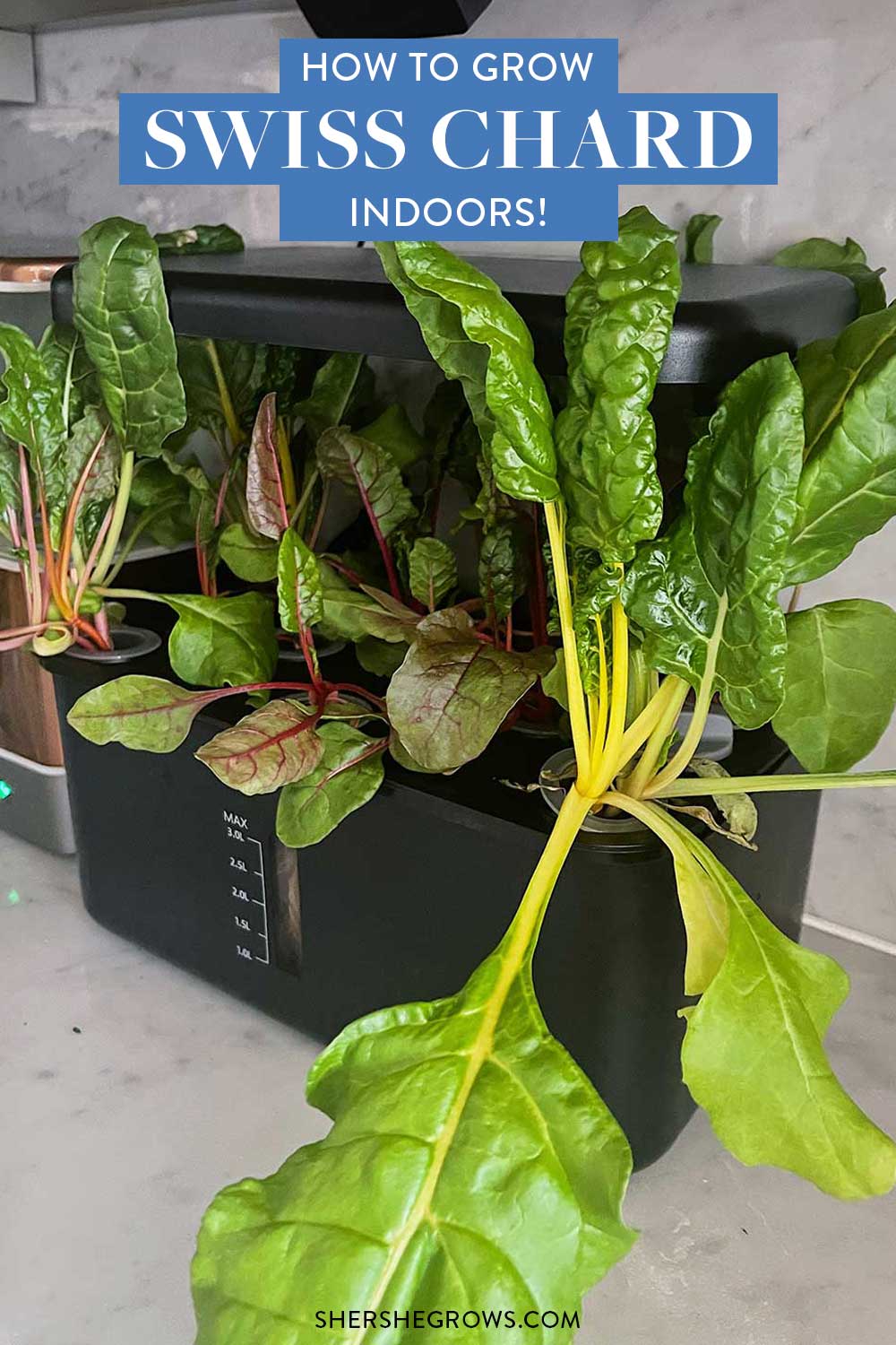 how-to-grow-swiss-chard-indoor-hydroponic-garden