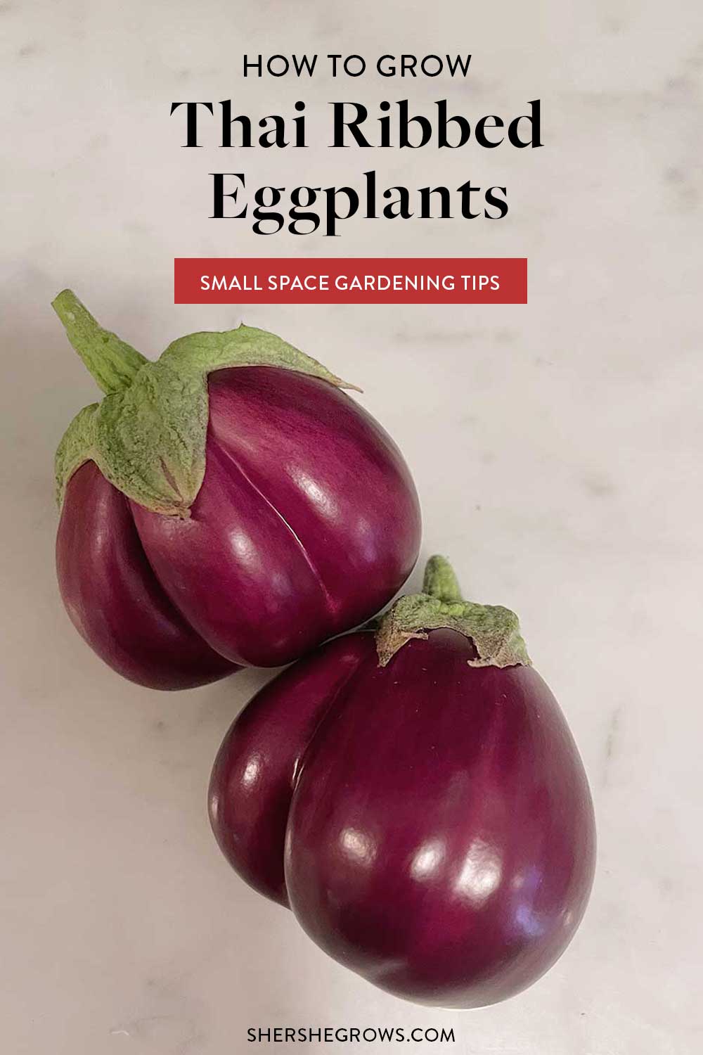how-to-grow-thai-purple-ribbed-eggplants